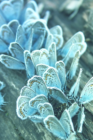 Голубые бабочки обои