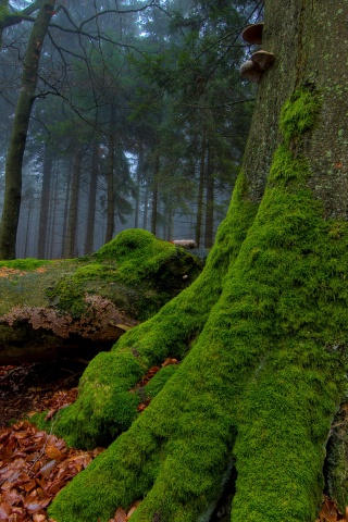 Дерево, поросшее мхом обои