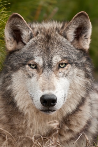 Угрюмый волк обои