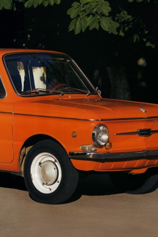 Оранжевый ушастый запорожец обои