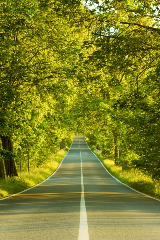 Под горку и в лес обои