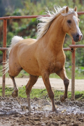 Молодая лошадь в загоне обои