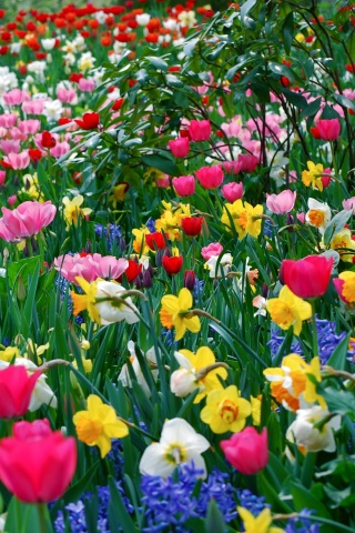 Поляна со множеством цветов обои