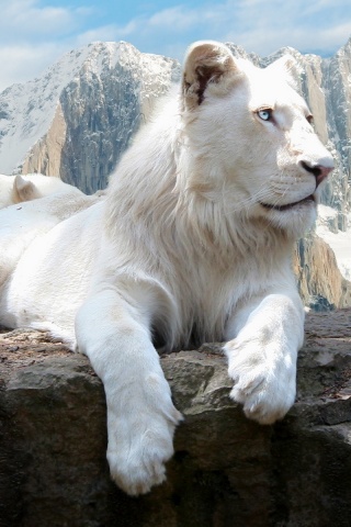 Белый лев обои
