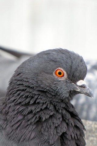 Смотрит в самую душу обои