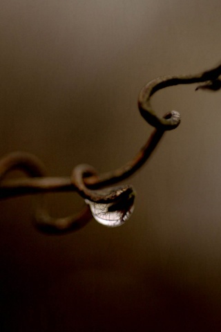 Одинокая капля обои