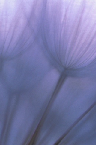 Рисунок одуванчика обои