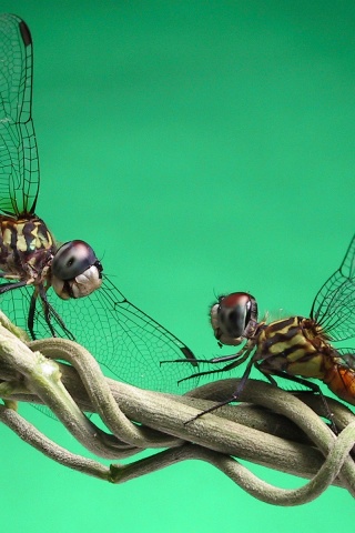 Две стрекозы обои