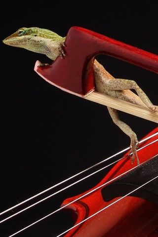 Ящерка на виолончели обои