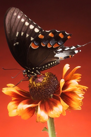 Бабочка на цветке обои