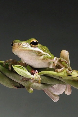 Лупоглазая лягушка на лиане обои