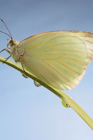 Жёлтая бабочка на стебельке обои