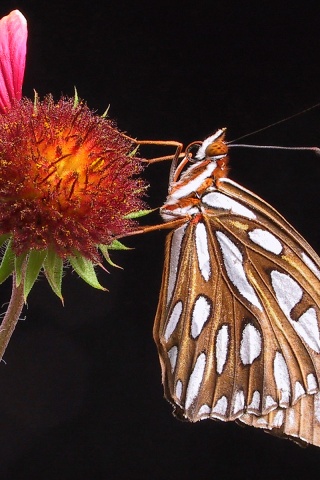 Бабочка на цветке обои