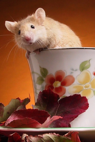 Мышонок выбирается из чашки обои