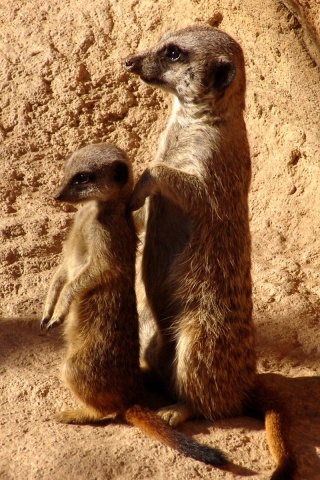 Сурикаты на страже отчизны обои