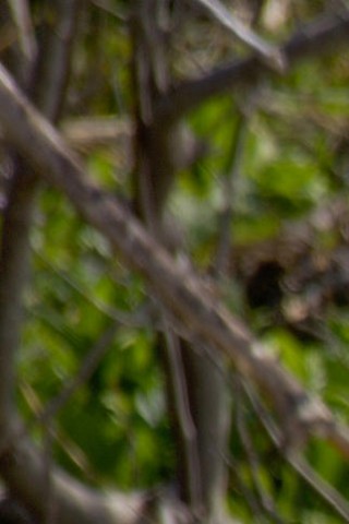 Три медведя обои