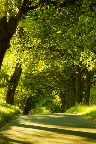 Зеленая аллея обои