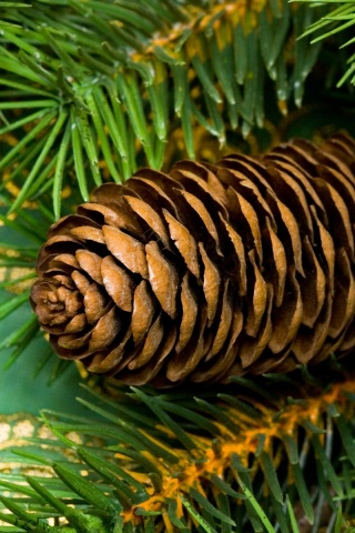 Шишка на елке обои