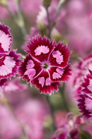 Неизвестные науке цветы обои