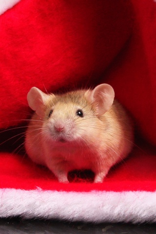 Толстый новогодний мышонок обои