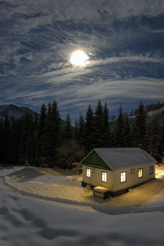 Один в зимнем лесу обои