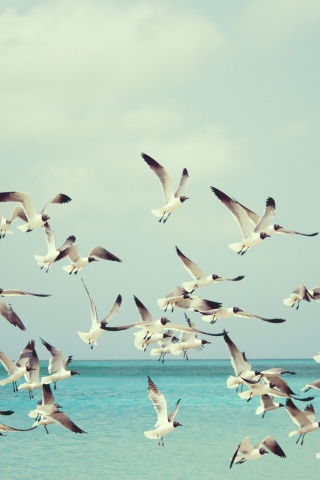 Стая взлетающих чаек обои