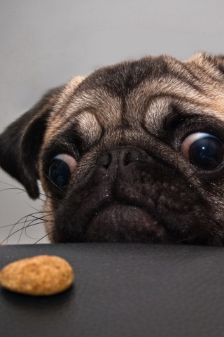 Собака нашла печеньку обои