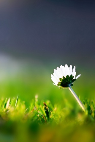 Цветок на траве обои