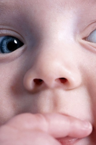 Что-то замышляет... обои