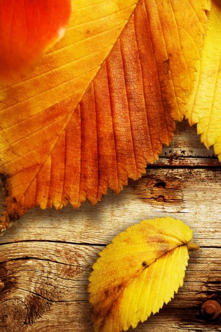 Красиво разложенные листья обои