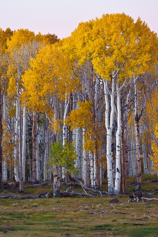 Пожелтевшая березовая роща обои