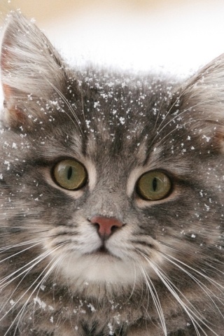 Кот в снегу обои
