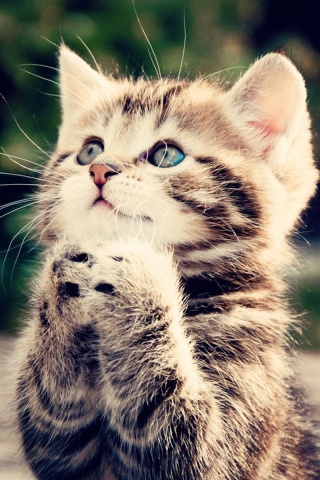 Непередаваемо прелестный котенок сложил лапки обои