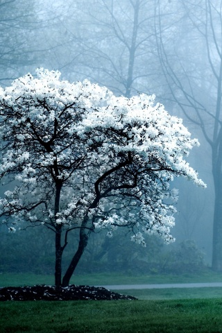 Цветущее дерево обои