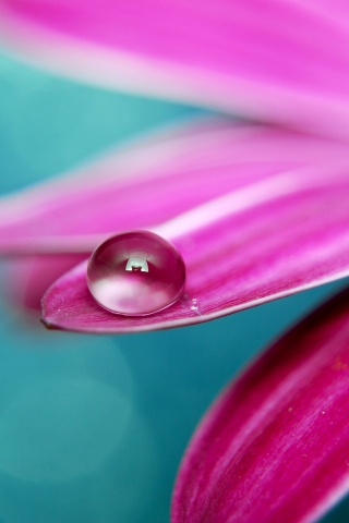 Капля на лепестке обои