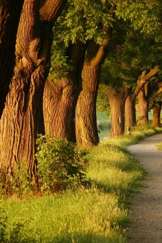 Аллея старых раскидистых деревьев обои