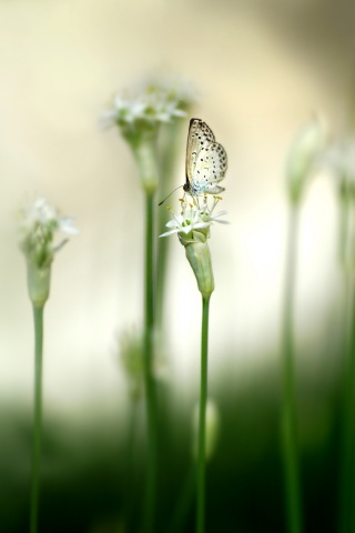 Бабочка на цветке обои