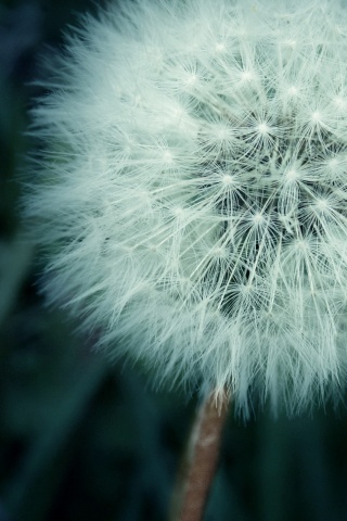 Одуванчик обои