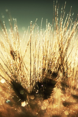 Трава на солнце обои