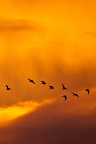 Птицы летят в закатном небе обои