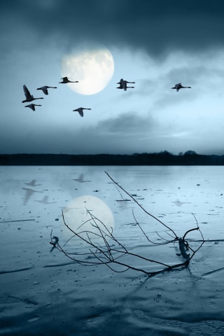 Полет птиц над озером обои