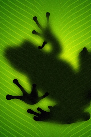 Силуэт лягушки просвечивает сквозь зеленый лист обои