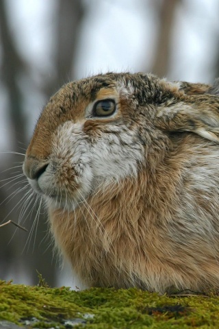 Нахохлившийся заяц-русак обои
