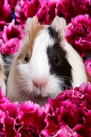 Морские свинки в гвоздиках обои