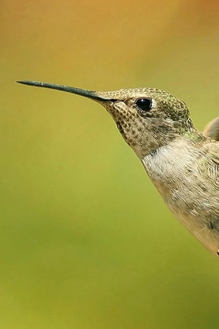 Колибри в полёте обои