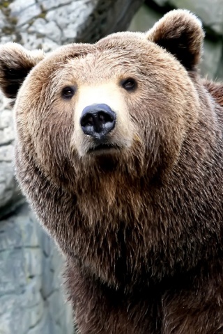 Бурый мишка обои