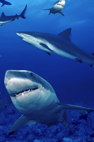 Стая акул обои