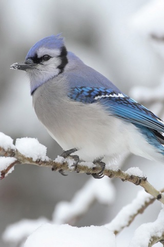 Маленькая синяя птичка обои