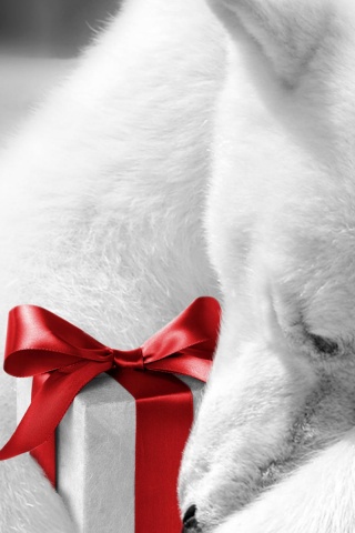 Белый мишка с подарком обои