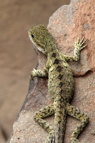 Ящерица на камне обои